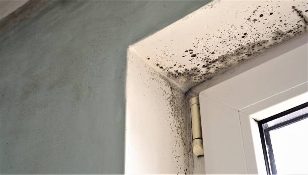 Best Mold-Related Health Consultation  in Eagle Point, AL