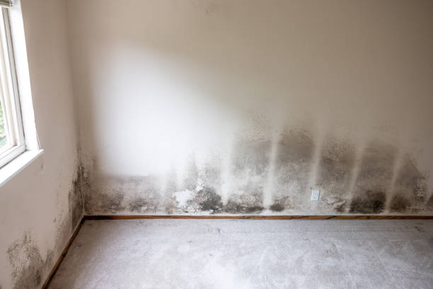 Best Attic Mold Removal  in Eagle Point, AL