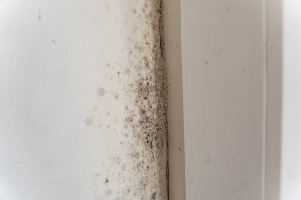 Trusted Eagle Point, AL Mold Removal Experts